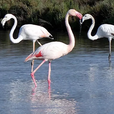 Lo Becarut L'escapade Des Flamants Roses